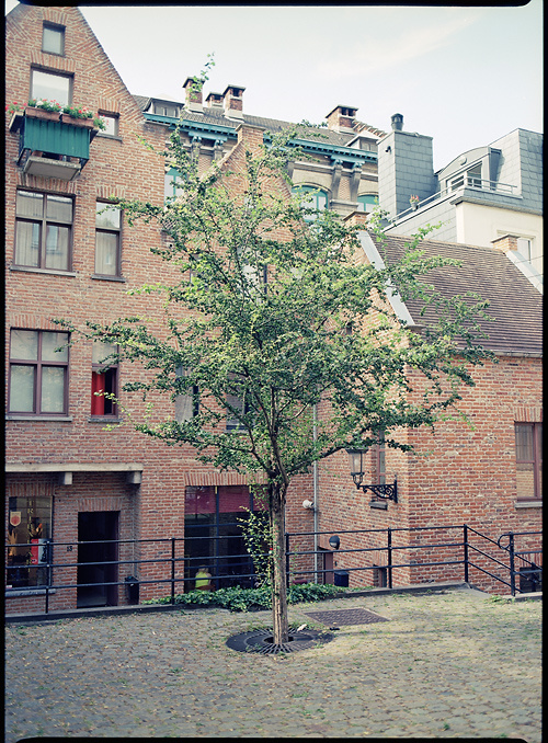 A tree