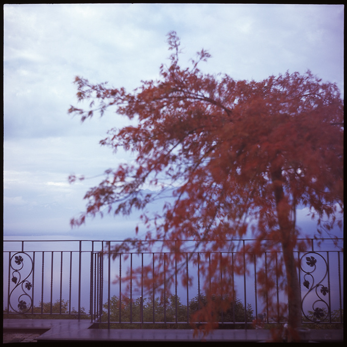 Red tree in the early morning